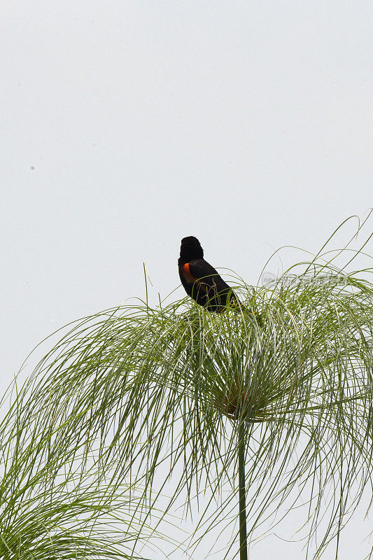 Fan-tailed Widowbird
